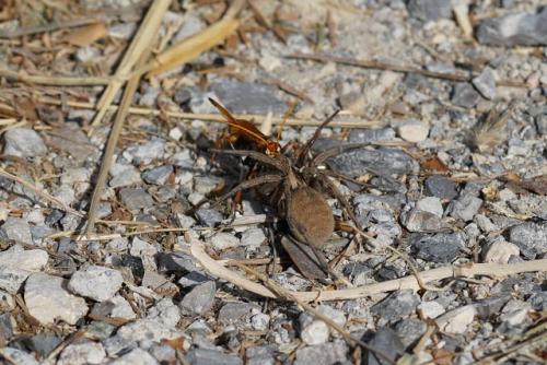 Réf. 270 406 : Cryptocheilus alternatus